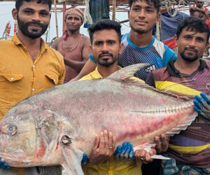৫৪ কেজির তলব মাছ, বিক্রি ৩৬ হাজারে
