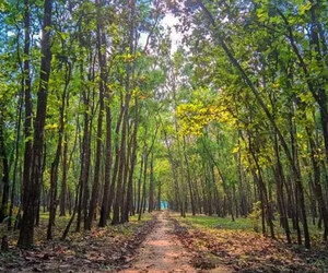 সবুজের টানে ঘুরে আসুন রংপুরের মিঠাপুকুর ইকো পার্ক