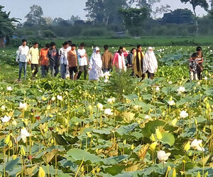 সাদা পদ্মে অপরূপ পীরগঞ্জের কলিযুগ বিল