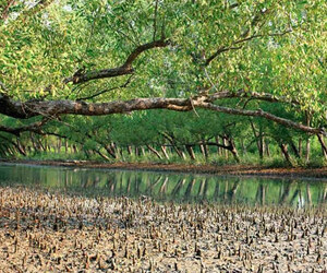 সুন্দরবনের দুয়ার খুলে দেওয়ায় জেলে-বাওয়ালী ও পর্যটকরা উচ্ছসিত