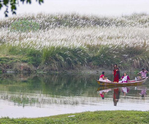 সামাজিক যোগাযোগমাধ্যমে ভাইরাল বাকঁখালীর কাশবন