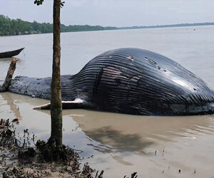 তালতলীর নদীতে ভেসে এলো ৩০ ফুটের মৃত তিমি