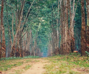 ৩ হাজার একরের রাবার বাগান, কোথায় এবং কীভাবে যাবেন?